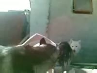 [ Animal XXX ] Dog humping glamorous whore